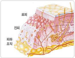 피부의구조 1