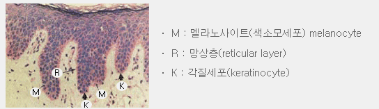 기저층